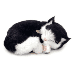 breathing pet cat